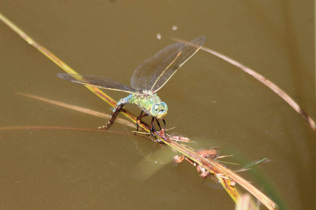 Anax imperator?